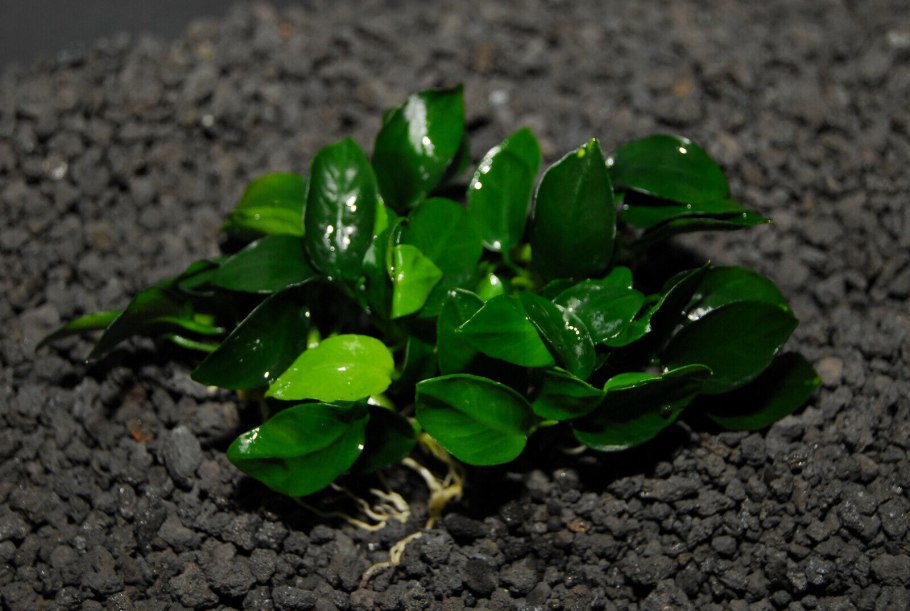 Анубиас Нана аквариумное растение