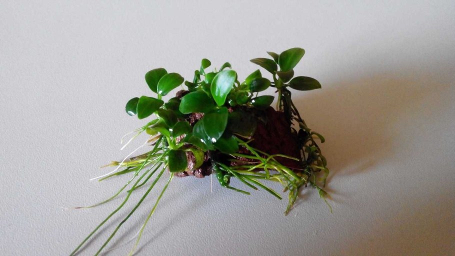 Анубиас Нана бонсай