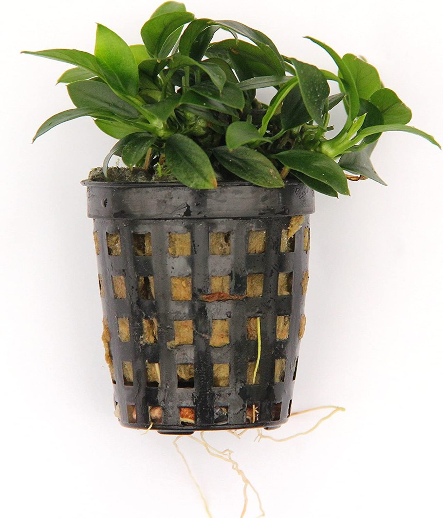 Анубиас бартери Нана-Петит