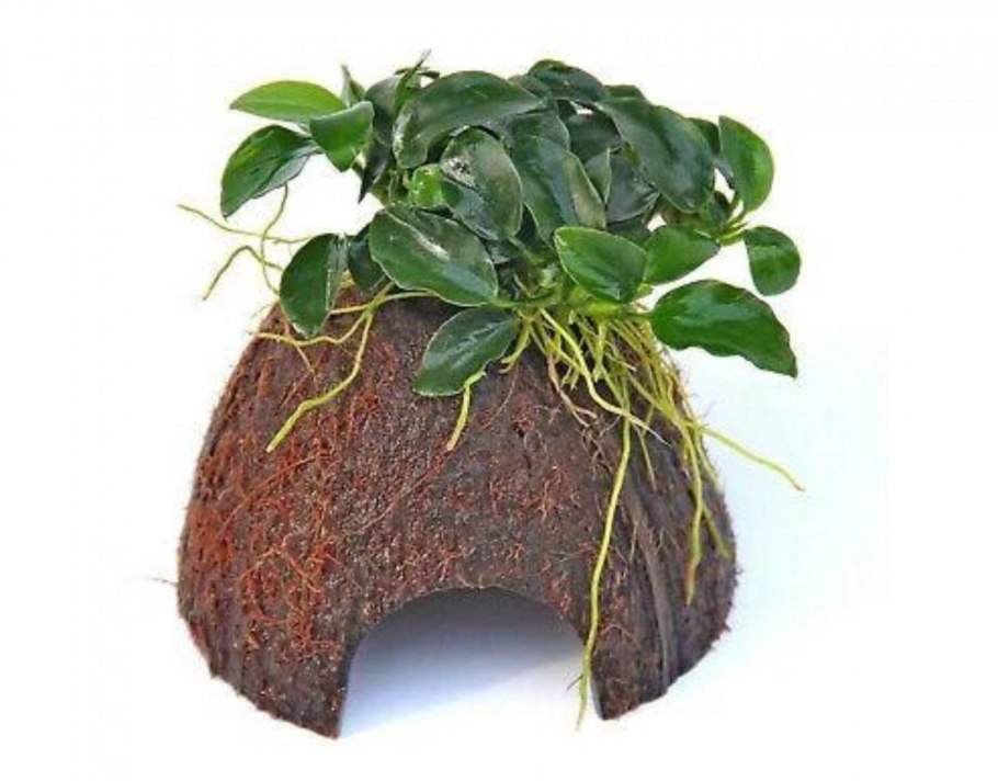 Анубиас Нана аквариумное растение