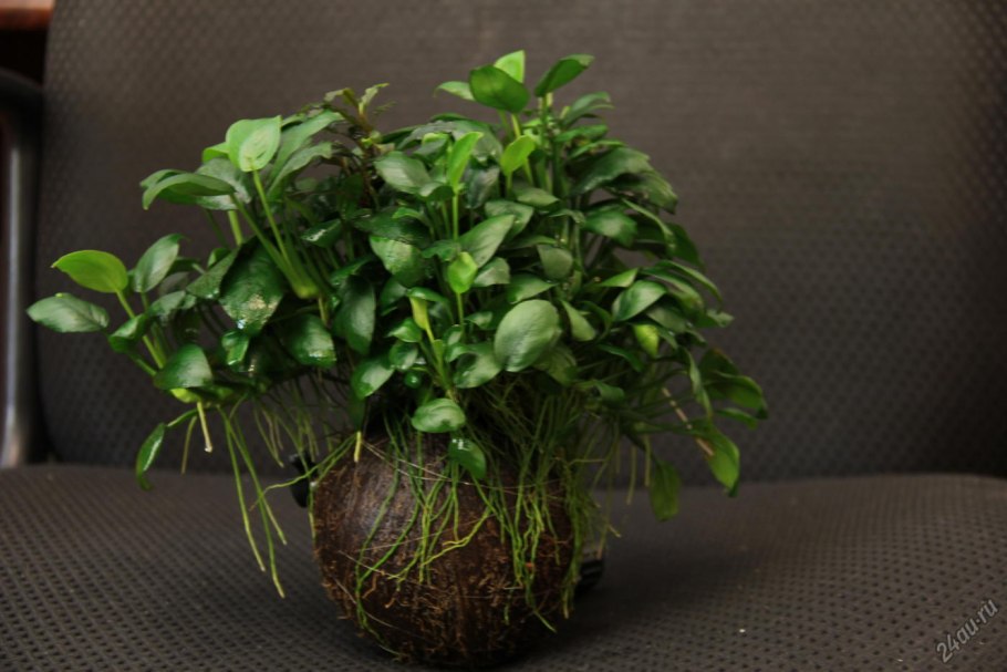 Анубиас карликовый бонсай