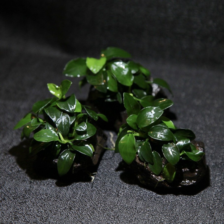 Анубиас пестрый