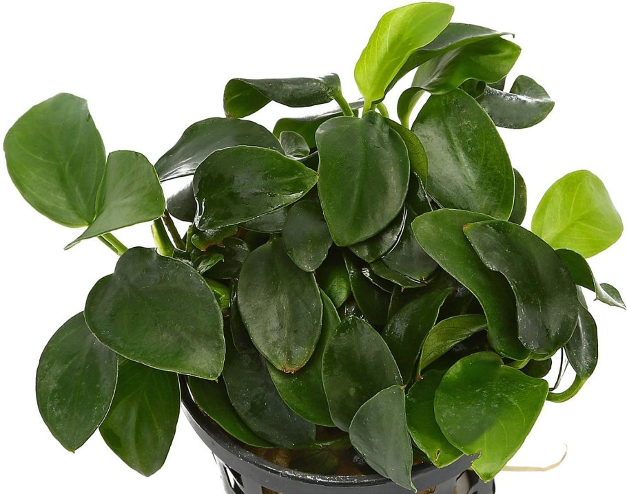 Анубиас Петит