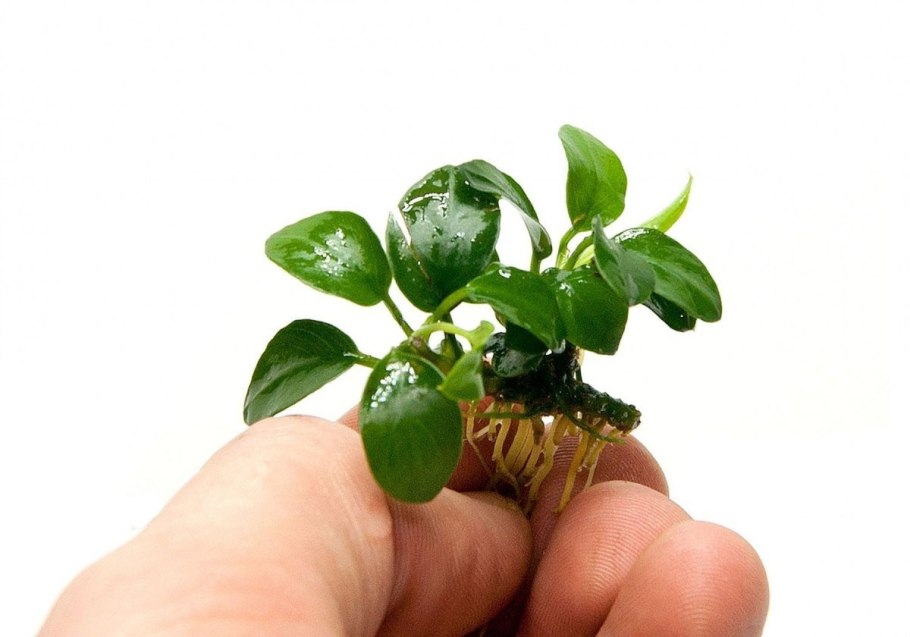 Анубиас Нана