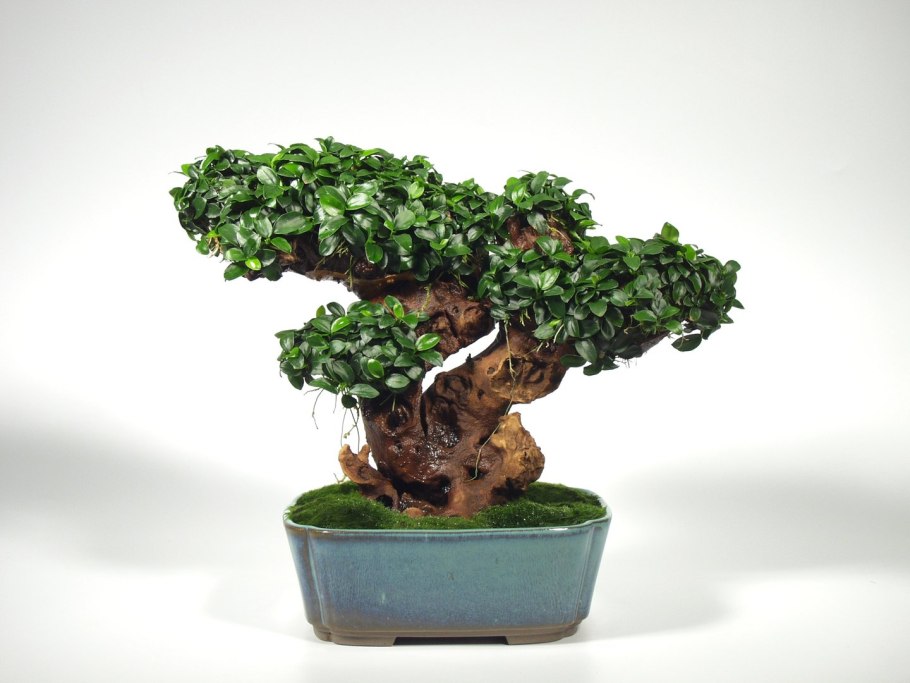 Анубиас бартери Нана бонсай