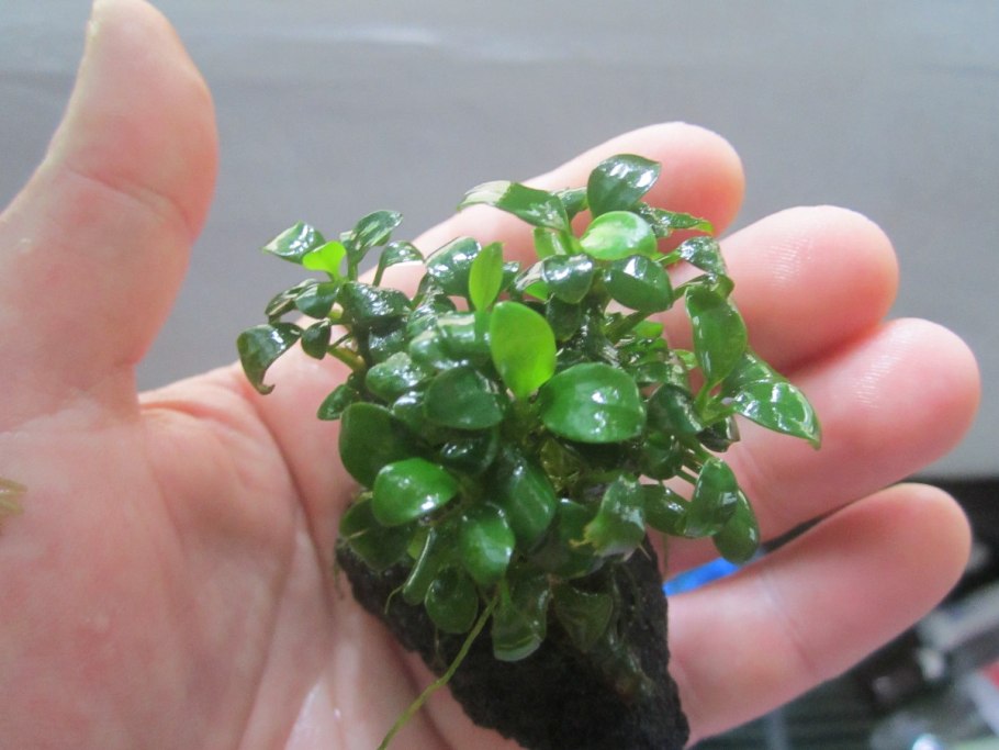 Анубиас Нана (Anubias Nana)