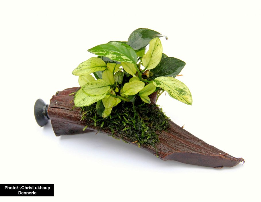 Анубиас Петит меристема