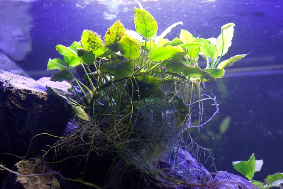 Анубиас Глабра