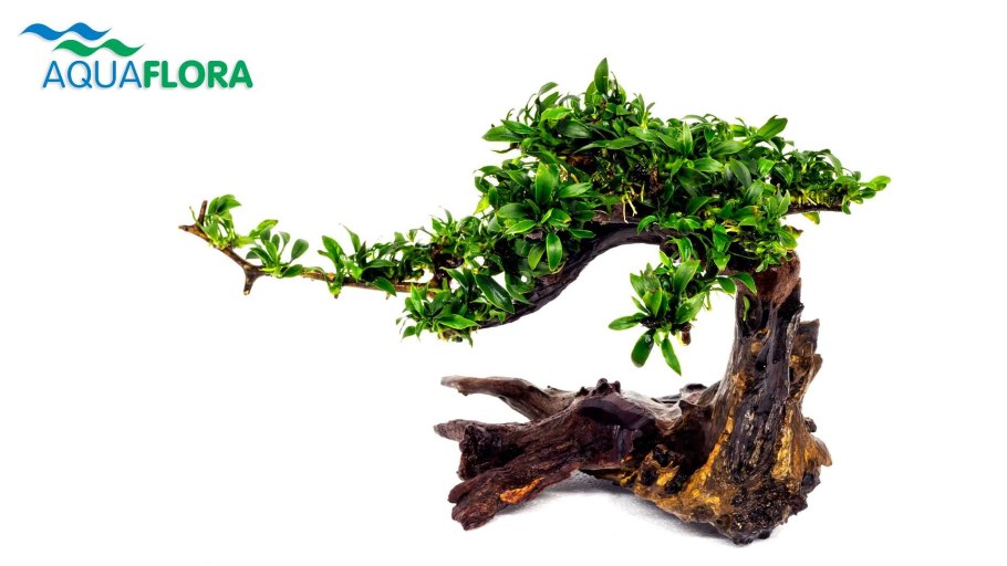 Анубиас Нана Петит