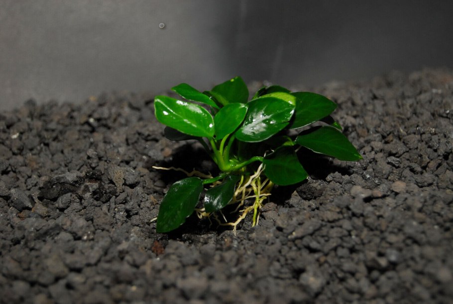 Анубиас Нана, куст