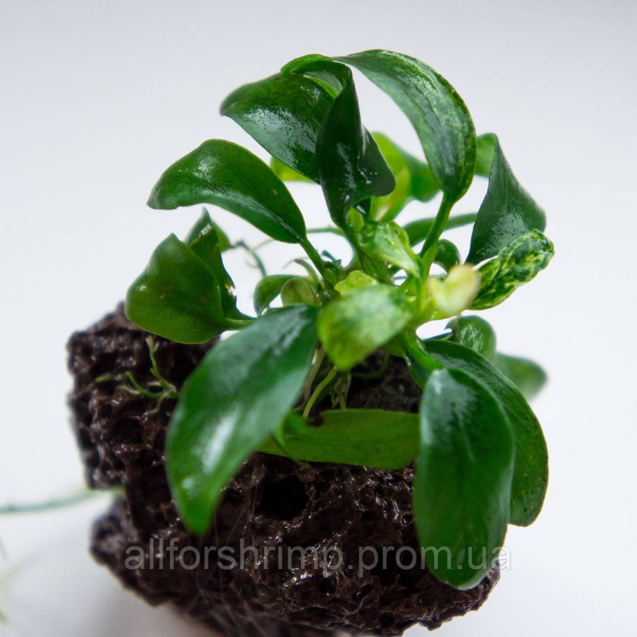 Анубиас бартера Петит (Anubias barteri var 'Nana petite'), Меристемное s