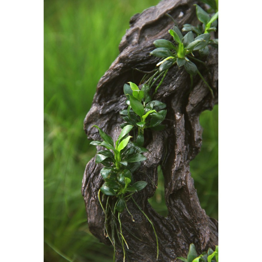 Анубиас в ассортименте (Anubias SP.) В горшочке