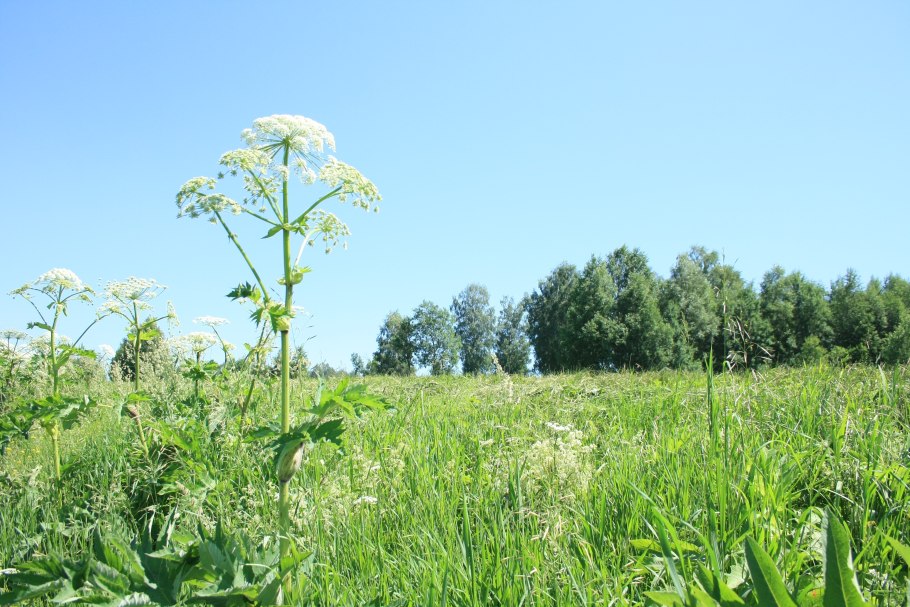 Сорняки Ленинградской области