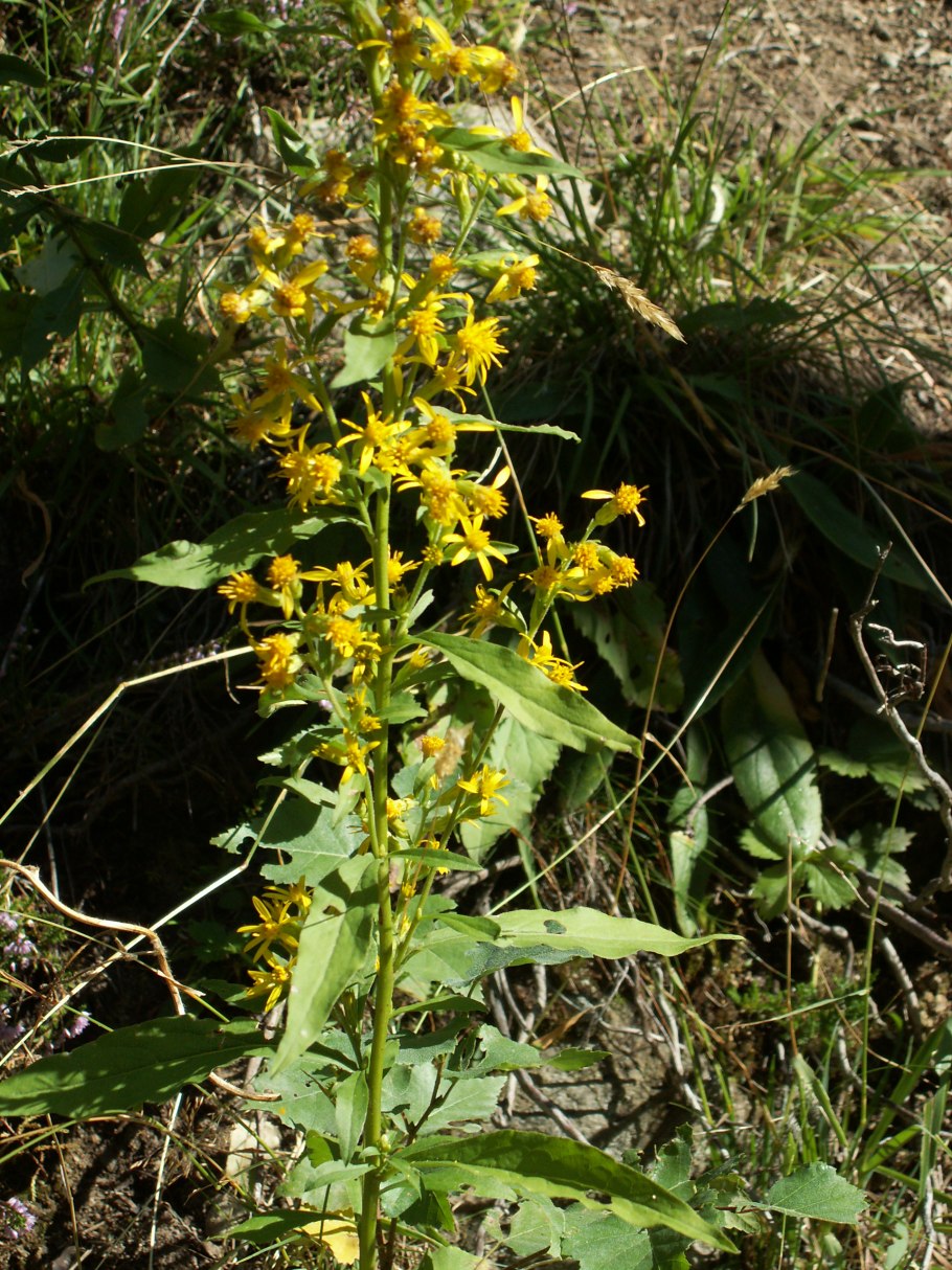 Золотая розга трава