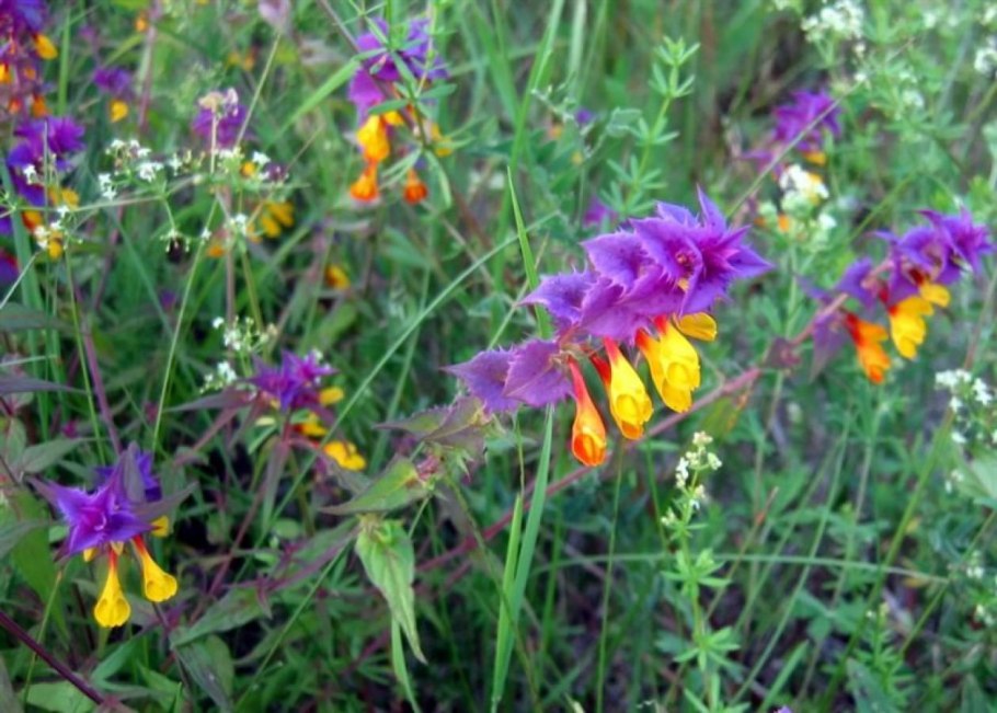 Иван-да-Марья цветок медонос