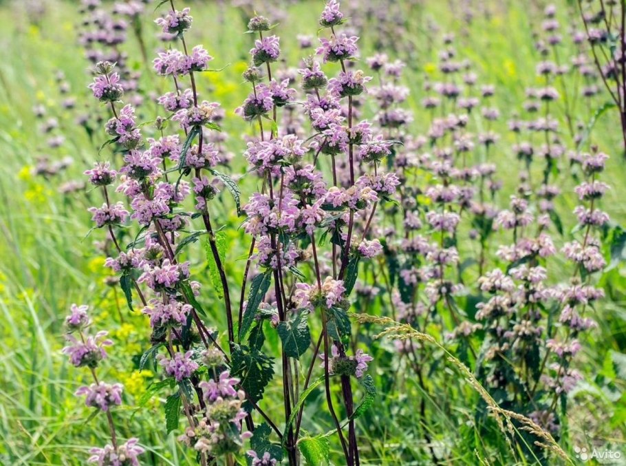 Пустырник трава лечебные