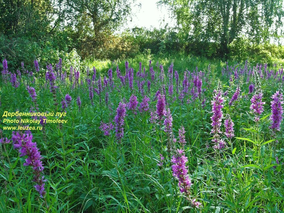 Дербенник иволистный на белом фоне
