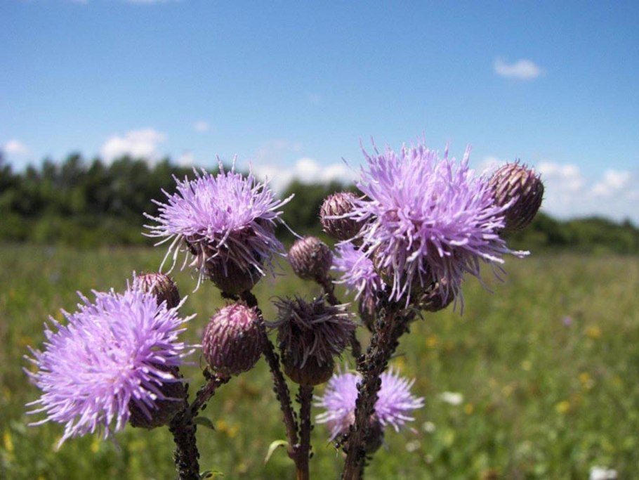 Горчак ползучий карантинный сорняк