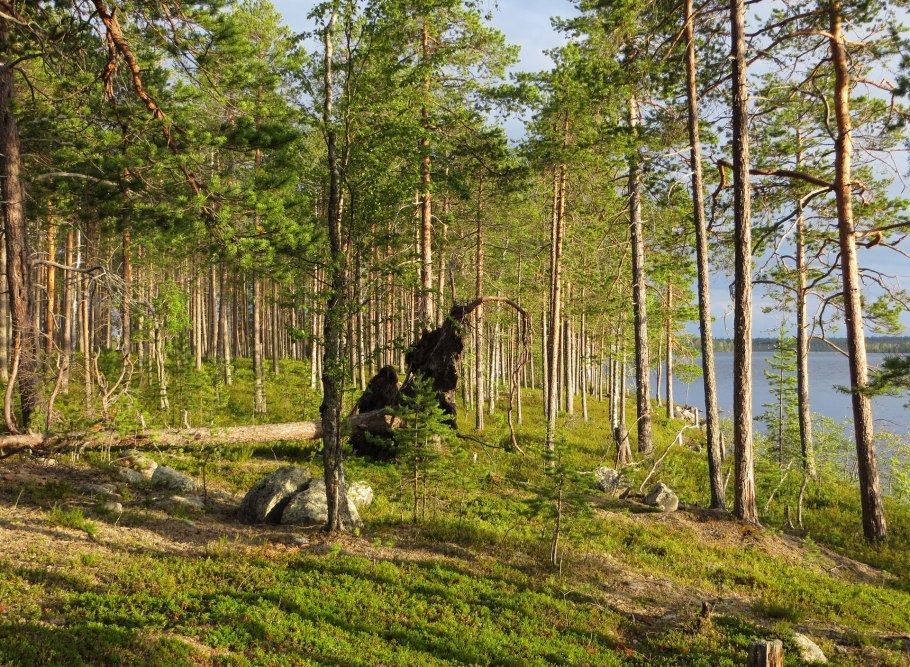 Карелия Лесные массивы