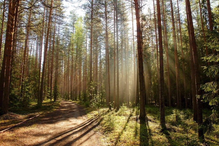 Хвойный лес Карелии
