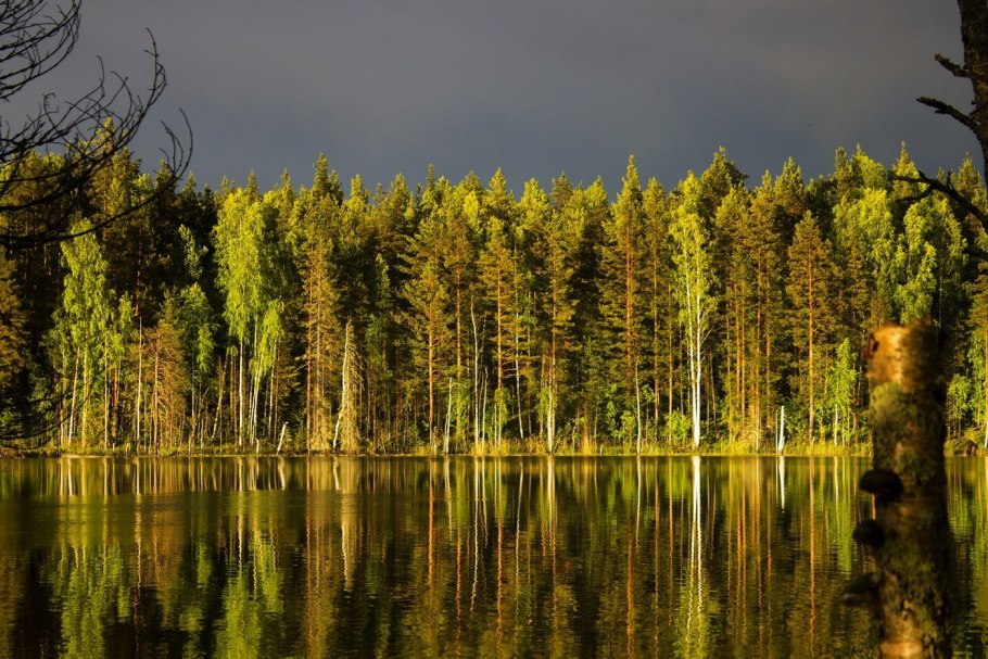 Леса Карелии Петрозаводск