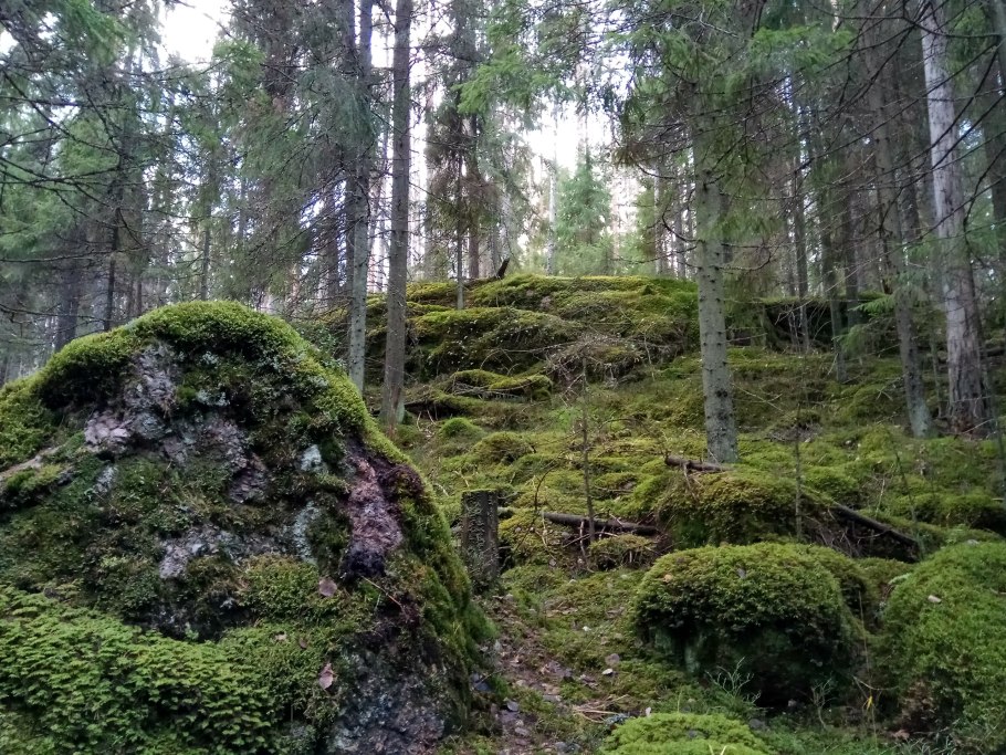 Шумистые леса Карелии