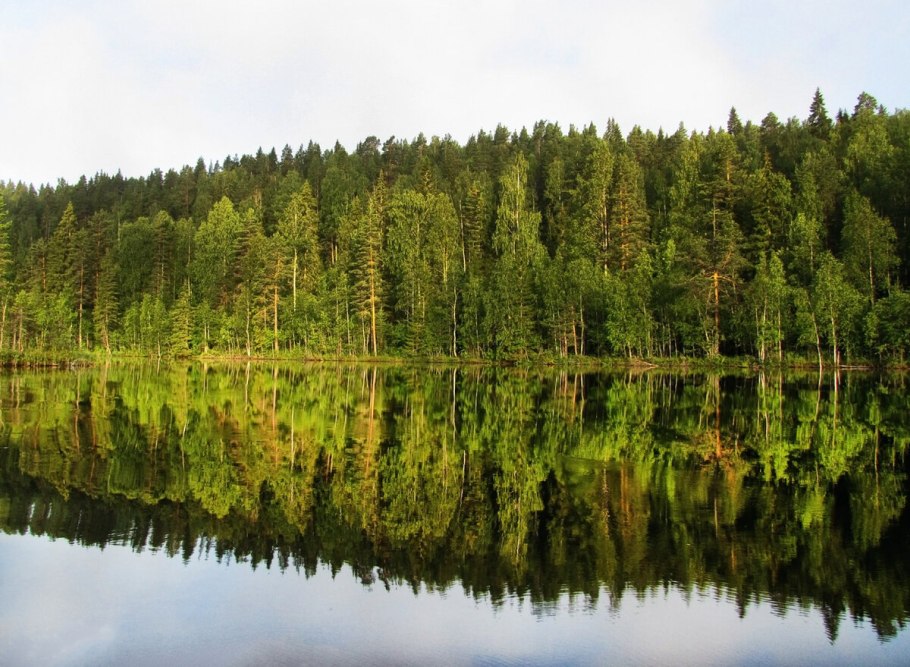 Ельники леса Карелии