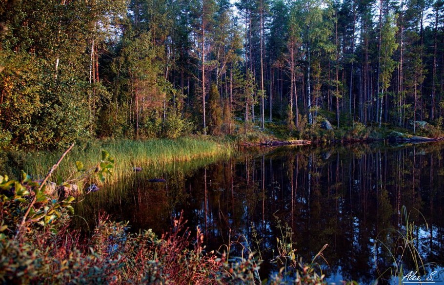 Карелия дремучий лес