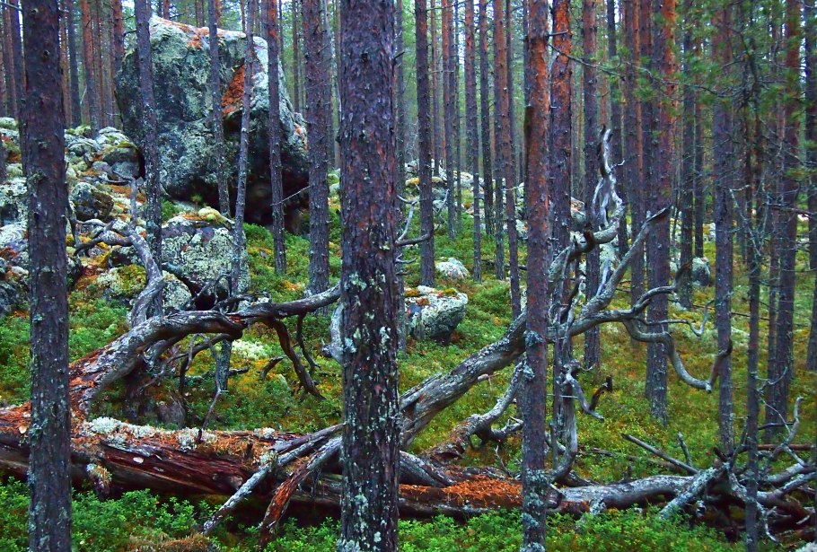 Сосновый лес Карелия