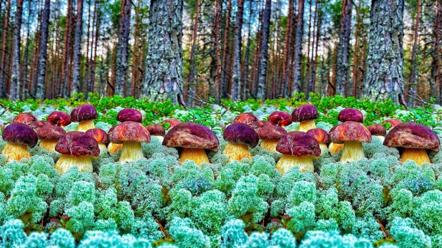Карельский лес