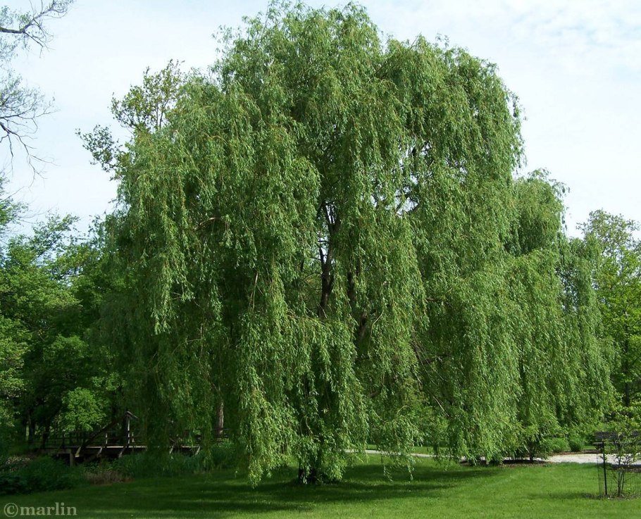 Береза повислая Юнги Betula pendula Youngii