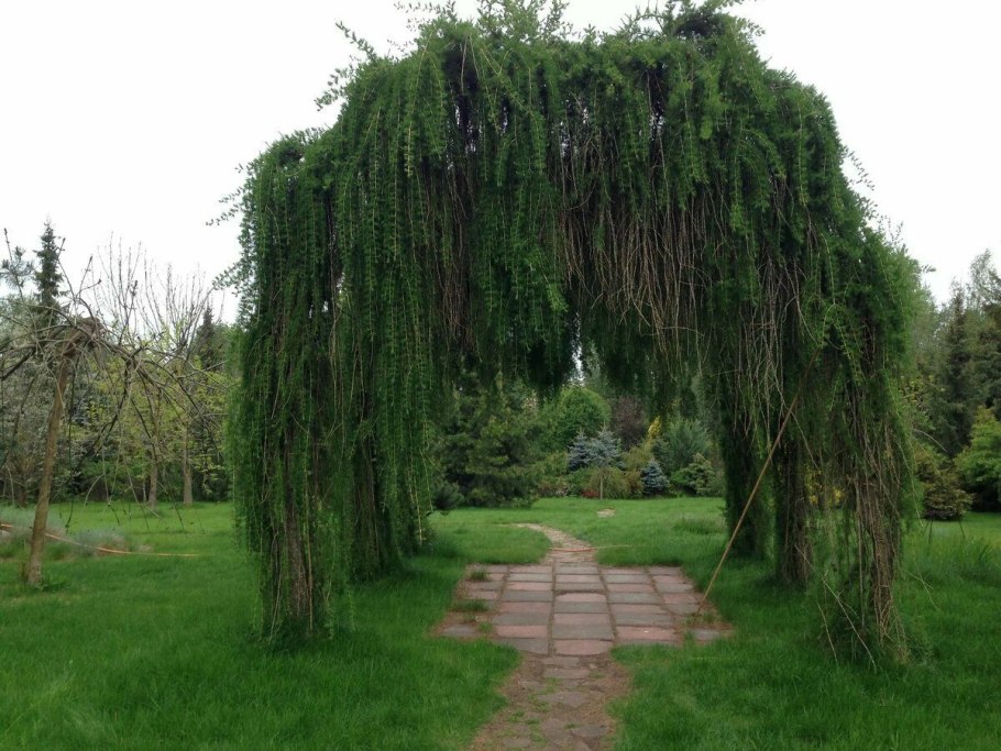 Ива плакучая (Salix)