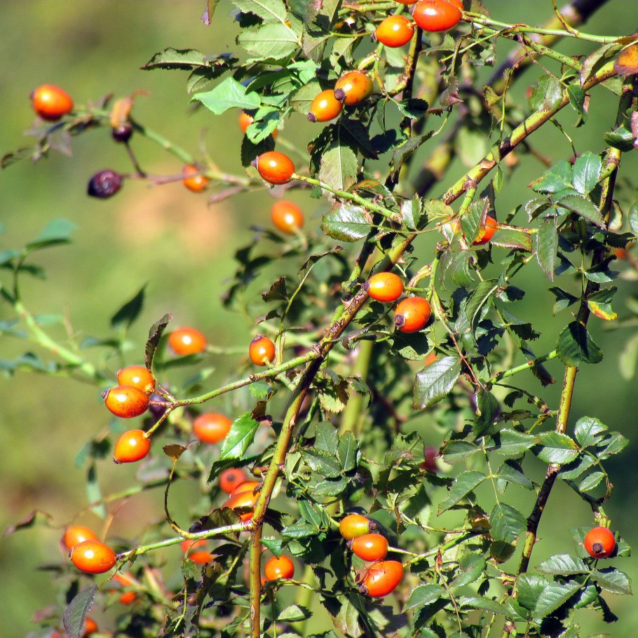 Шиповник Федченко