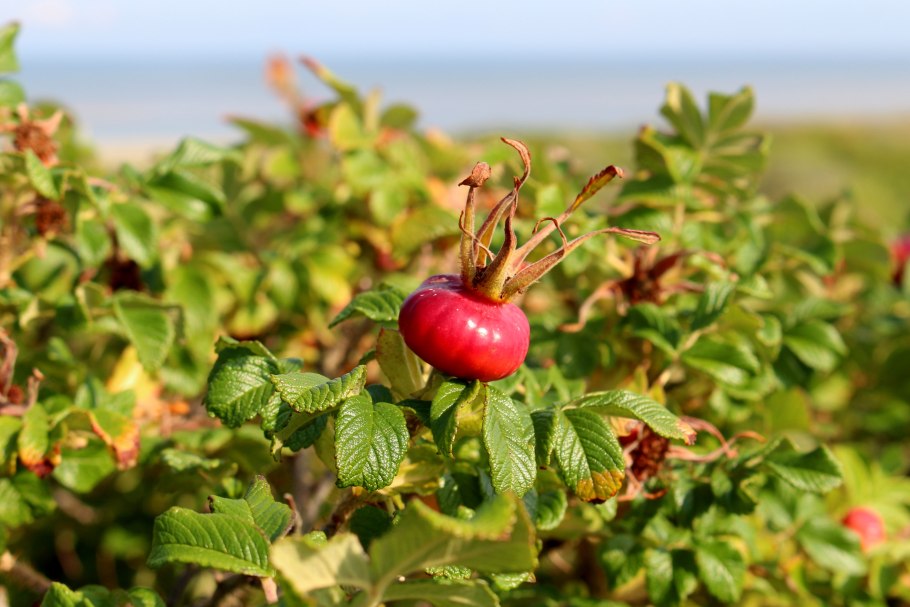 Август яблоки