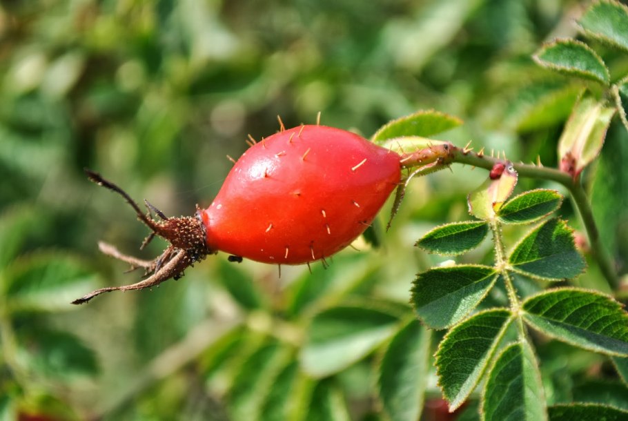 Роза морщинистая rubra