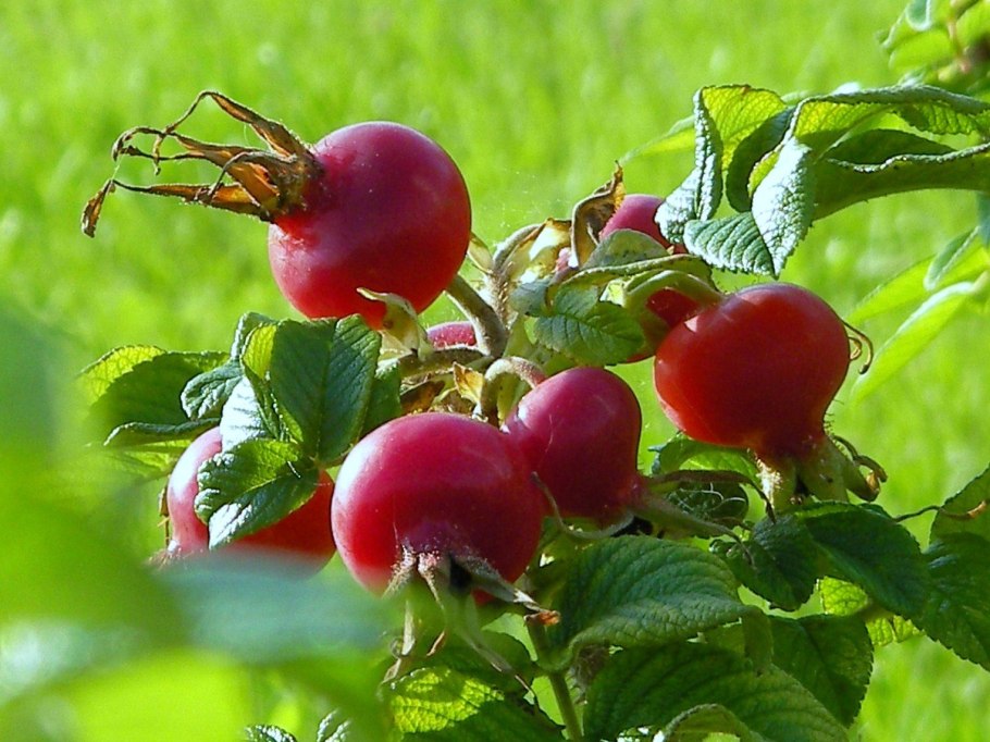 Шиповник собачий (Rosa Canina)