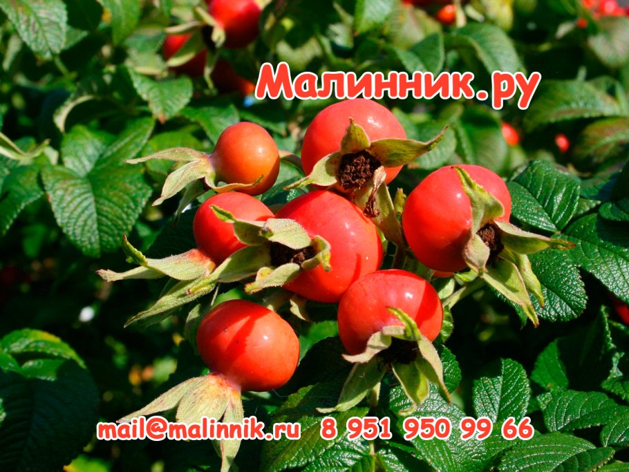 Шиповник бесшипный