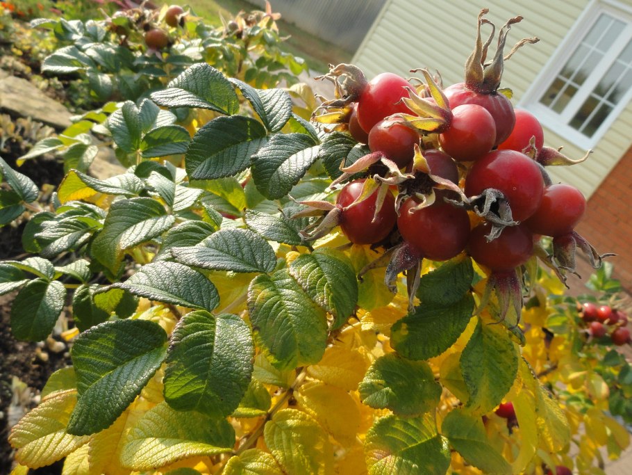 Шиповник садовый бесшипный