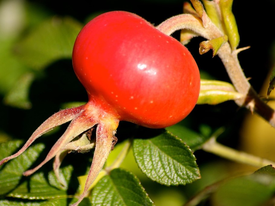 Шиповник Сергиевский