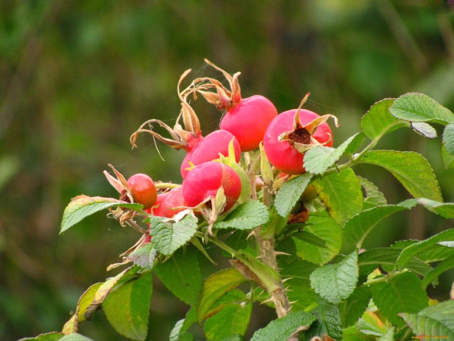 Чай Майский 25пак (яблоко-шиповник) черный (27)