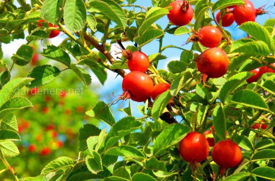 Шиповник Василий Иванович