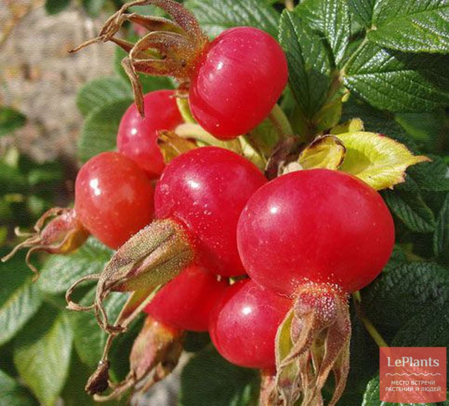 Шиповник морщинистый