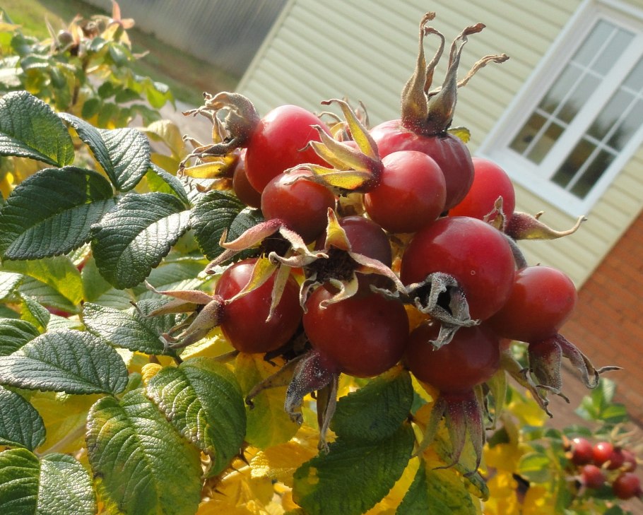 Шиповник яблочный (3 года)