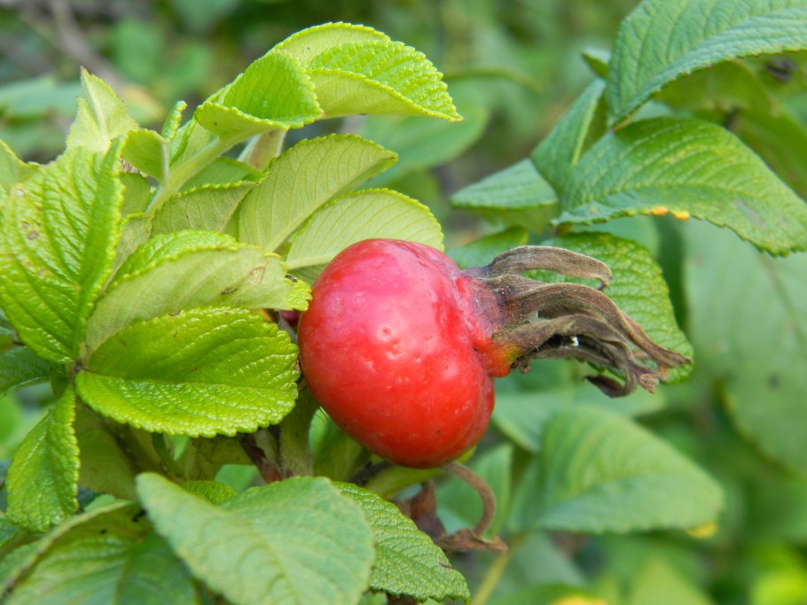 Роза морщинистая Rosa rugosa