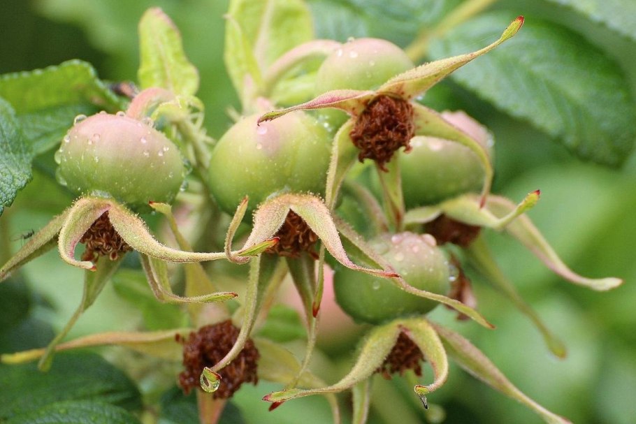 Компот (шиповник, Урюк)