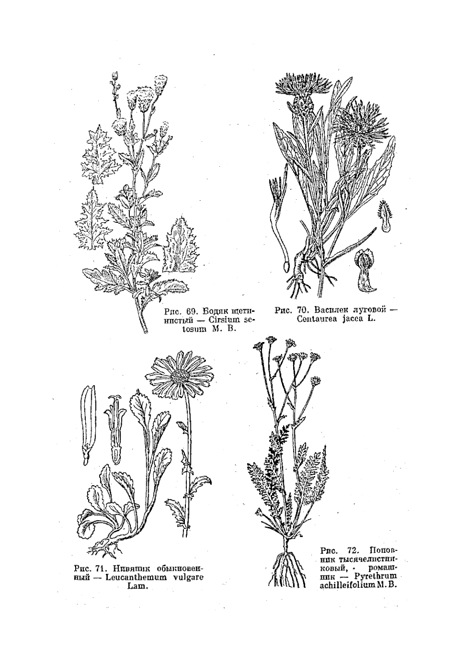Leucanthemum vulgare строение цветка