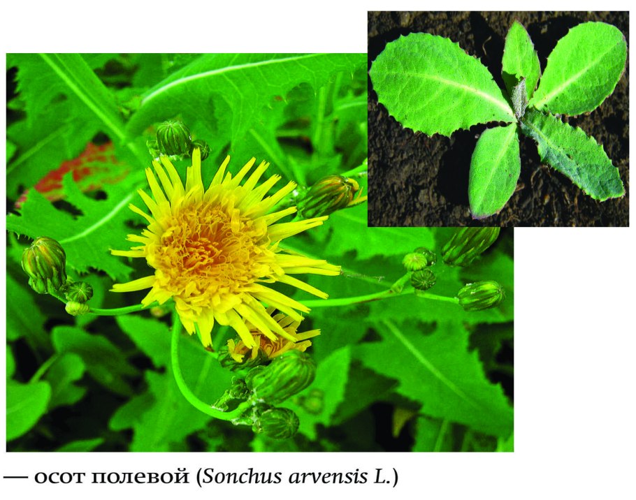 Бодяк обыкновенный