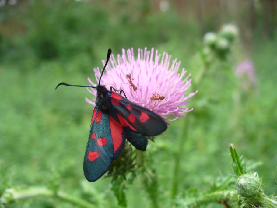 Бодяк чертополох