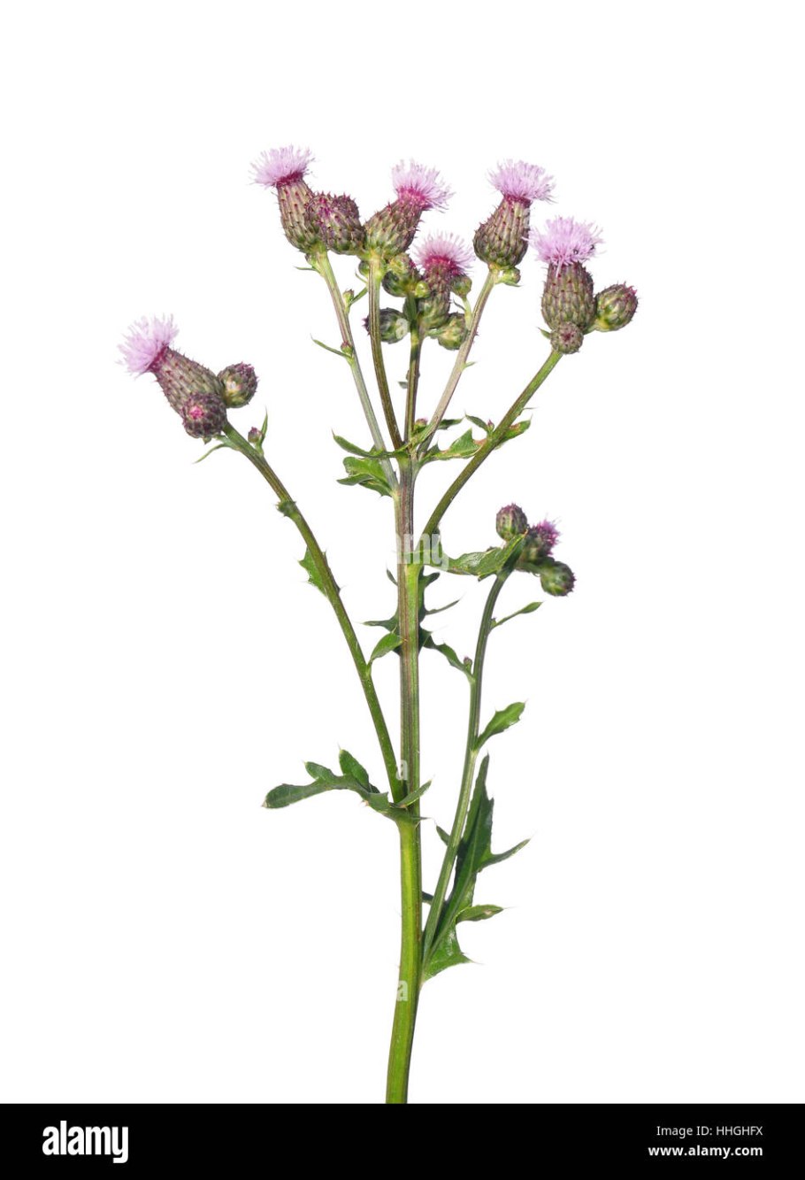 Осот полевой двудольное