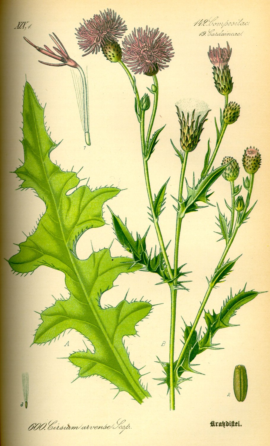 Бодяк обыкновенный — Cirsium vulgare (Savi) ten.